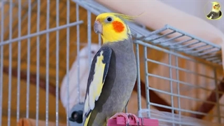 آموزش عروس هلندی برای ایجاد نغمه‌های دلنشین