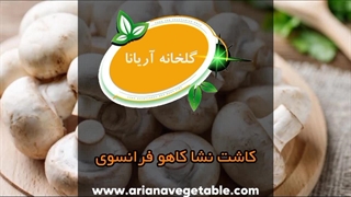 کاشت نشا کاهو فرانسوی