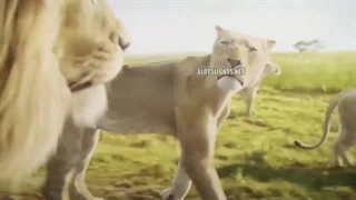 انیمیشن موفاسا (شیرشاه)