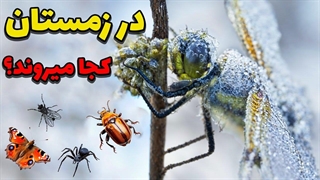 حشرات در زمستان کجا میروند؟ زندگی حشرات در زمستان