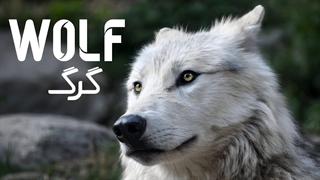 مستند گرگ (دوبله فارسی)