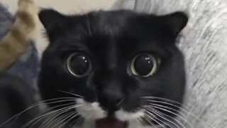 ᴳᵒʳᵇᵃ ᴳᵒˡᶻᵃʳⁱ