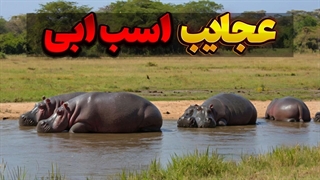 دانستنی و عجایب اسب ابی:سومین حیوان غول پیکر دنیا اسب ابی