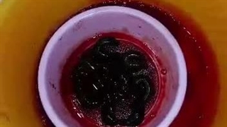 تغذیه زالو ها به روش مصنوعی|صنعت زالو ایران