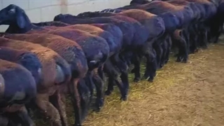 گوسفند اصلاح نژاد شده