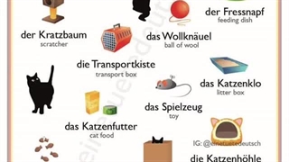 489 وسایل نگه داری گربه