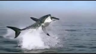 The Great White Shark.flv