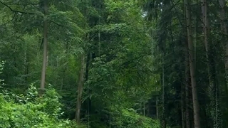 اگه تو جنگل گم شدی صداش کن