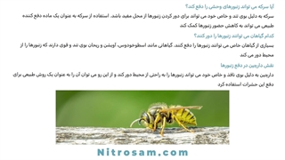 فروشگاه حشره کش زنبور وحشی در تهران - سم تضمینی زنبور وحشی