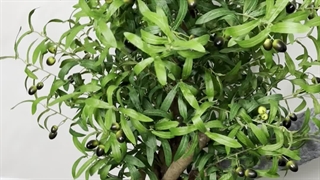 خرید درختچه‌ مصنوعی  زیتون 2 متری | فروشگاه ملی