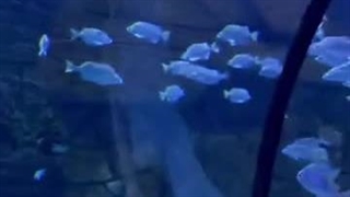 فیلم آکواریوم انزلی