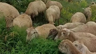 علف خوردن گوسفند در دل طبیعت بهاری