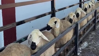 قیمت گوسفند زنده در آستانه عید قربان 1404