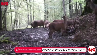 ثبت نخستین تصاویر از گله ۶ رأسی مرال نر در جنگل‌های هیرکانی گیلان