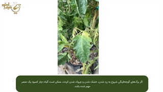 کود پتاسیم سولفات برای گوجه فرنگی