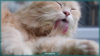 رازهای لیس زدن گربهها | چرا این رفتار را انجام میدهند؟
