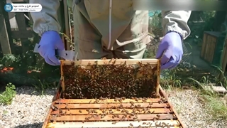 "زنبورداری: پارت اول - نحوه اضافه کردن مانع ملکه برای بهبود تولید عسل"
