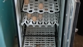 رضایت مشتری از خرید دستگاه جوجه کشی هدایت