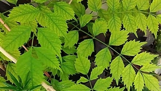 علائم کمبود آهن در گیاهان