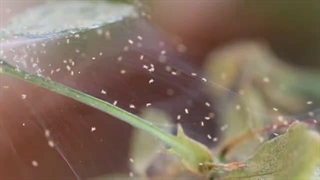 نحوه کنترل کنه تارتن دو لکه ای